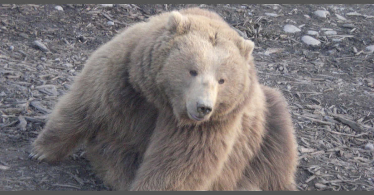 Der letzte Riesenbär