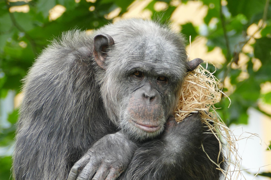 ein Affe, nicht gerade glücklich schauend