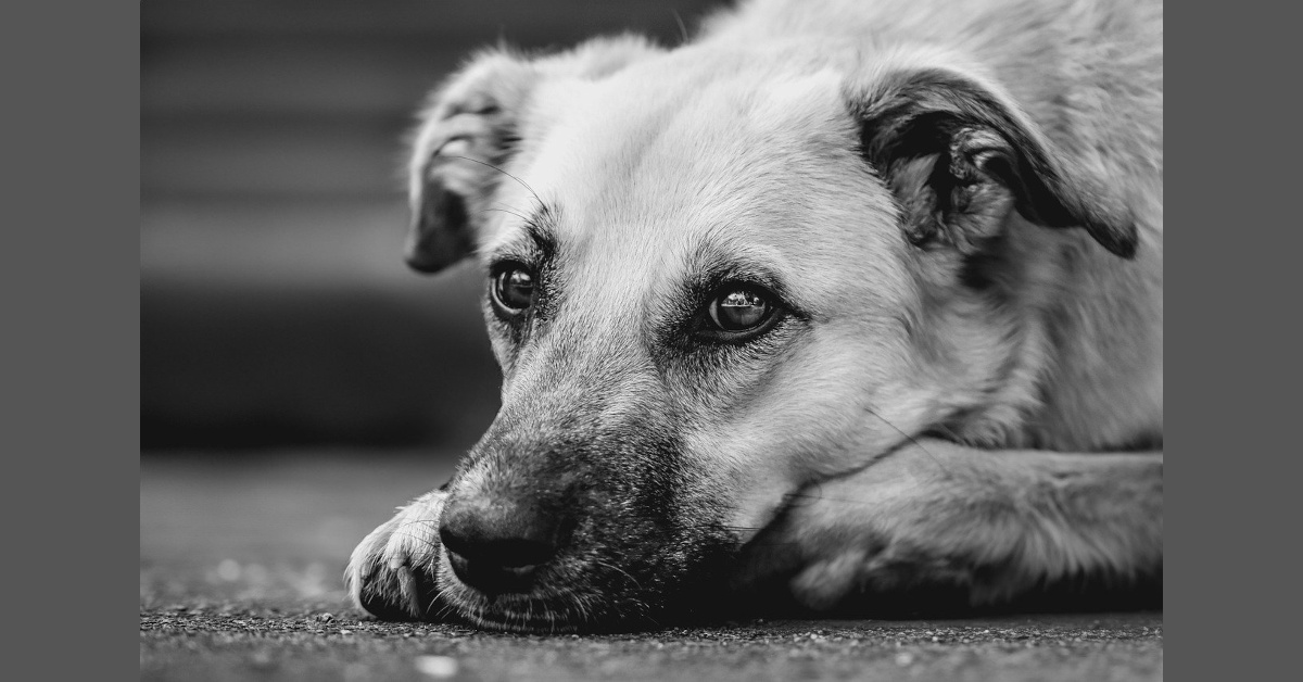 Laika – der Hund, um den es in dieser Geschichte geht