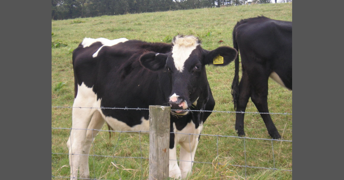 zwei Kühe nebeneinander auf der Wiese