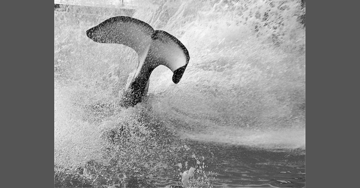 ein Wal, stellvertretend für Moby Dick